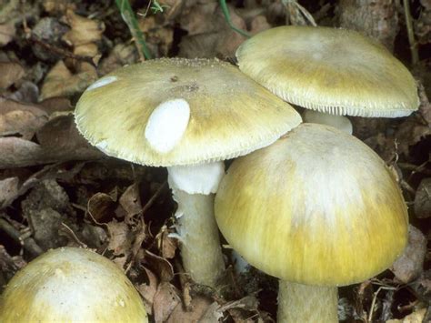 Wild mushrooms suspected of killing 3 who ate a family lunch together in Australia